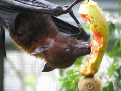 Quelle chauve-souris peut tre frugivore ?
