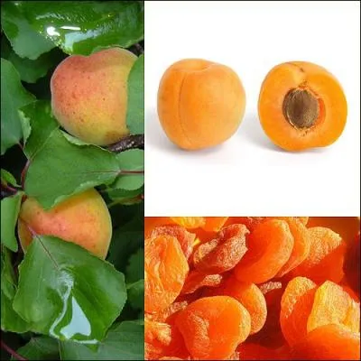 L'abricot fait partie de la famille des :