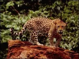 Ronds noirs sur sa robe, c'est le ...