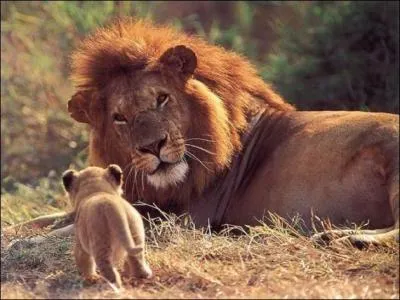 Comment s'appelait ce lion, disparu, qui peuplait le Maghreb ?