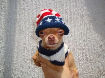 Quel chien peut chasser sous terre ?