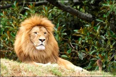 Comment dit-on 'lion' en anglais ?