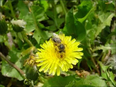Comment dit-on 'bourdon' en anglais ?