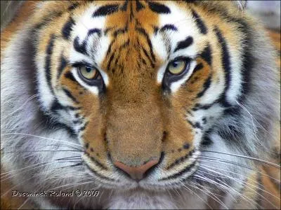 Comment dit-on 'tigre' en anglais ?