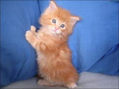 Comment dit-on 'chat' en anglais ?