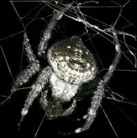 Combien de nouvelles espces animales ont t dcouvertes en 2011 ?