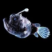 Comment appelle-t-on le fond des ocans ?