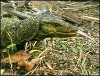 Comment s'appelle cet animal dcouvert en 2011 ?