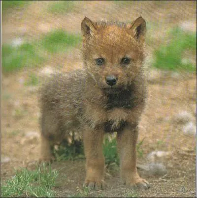 La femelle peut avoir...