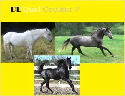 Je suis un cheval blanc que zorro monte pendant 1 ou 2 pisodes qui suis-je ?