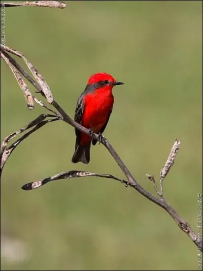 Qui est 'prnomme' Moucherolle ?