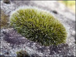 Qui est en fait Cathy Mousse ?