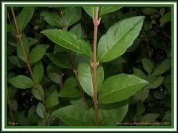 Combien devons-nous tre pour devenir une marque de voitures ?