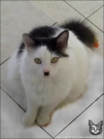 Ce chat est la rincanartion d'un dictateur, lequel ?