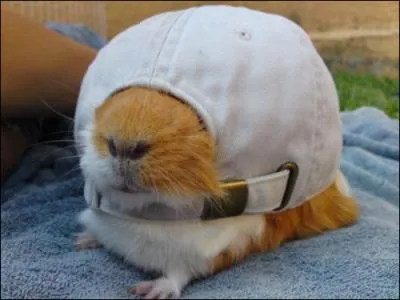 Quel animal s'est cach dans cette casquette ?