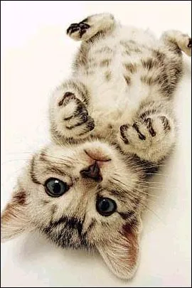 Le chat a trois paupires !