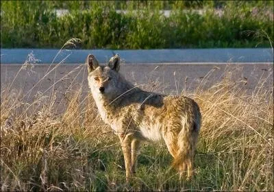 Le coyote vit en Afrique !