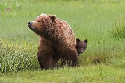 Le grizzli peut s'accoupler avec l'ours polaire !