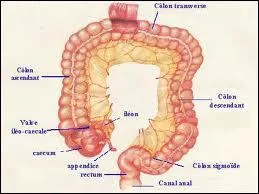 Quelle activit n'est pas remplie par le gros intestin ?