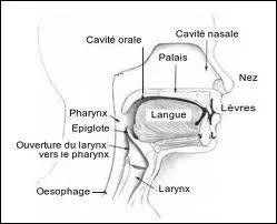 Quel organe pourrait tre surnomm ' bote vocale ' ?