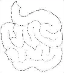 Surprenant ! La longueur de notre intestin grle atteint en moyenne ... mtres