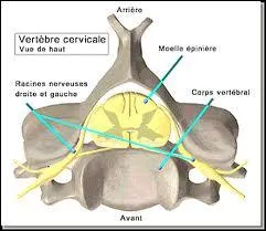 Combien avons-nous de vertbres cervicales ?