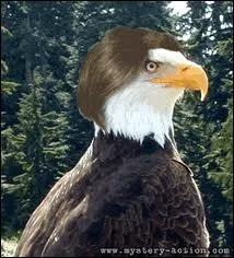 Quel est ce drle d'animal ?