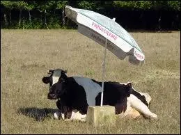 Quel est ce drle d'animal ?