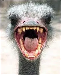 Quel est ce drle d'animal ?