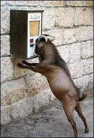 Quel est ce drle d'animal ?