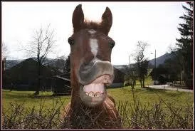 Quel est ce drle d'animal ?