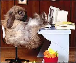 Quel est ce drle d'animal ?