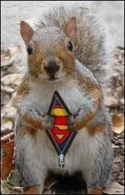 Quel est ce drle d'animal ?