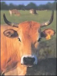 Le Poitou-Charentes est galement le berceau d'une race bovine  viande, qui doit son nom  une petite ville des Deux-Svres :