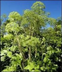 Quelle est cette plante, qui confite ou en liqueur est une spcialit de la ville de Niort ?