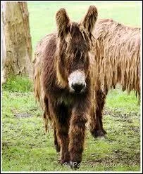 Typique  la rgion : le baudet du Poitou par ses longs poils emmls est surnomm :