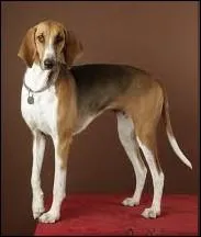 Le chien du Haut-Poitou ou Poitevin, est un chien de meute utilis pour la chasse au livre au cerf et mme au sanglier. Il est de la catgorie des :