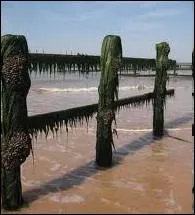 Elles naissent et sont leves sur des pieux en bois dans la baie de L'Aiguillon :