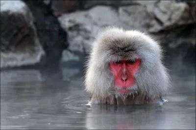 Ce macaque a compris l'avantage de la baignade dans une source d'eau chaude !