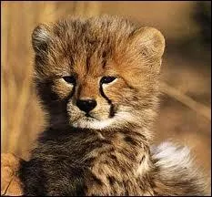 Mignon oui, mais mignon qui ?