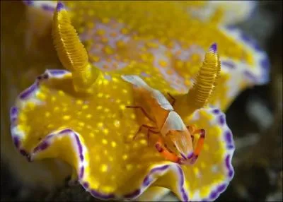 Ce petit passager clandestin a un nom aux consonnances mridionales !