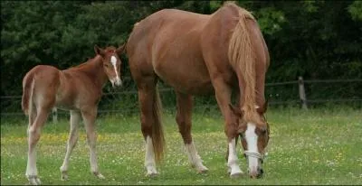 Quel est le petit d'un cheval ?