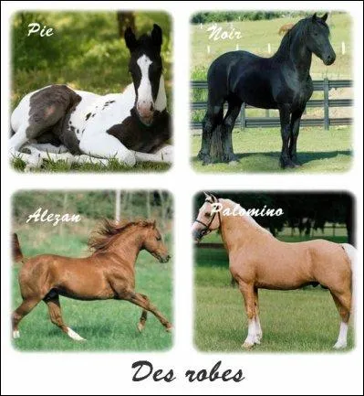 Combien de robes existent ?