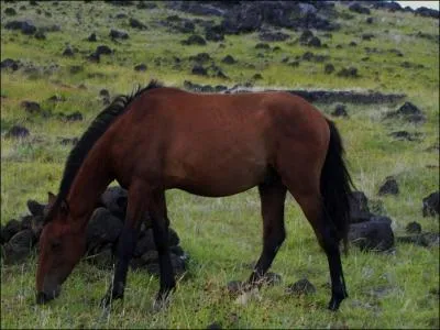 De quelle couleur est ce cheval ?