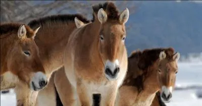 Je suis le dernier cheval sauvage au monde, je suis...