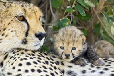 Juste pour voir si le quiz prcdent a servi  quelque chose !