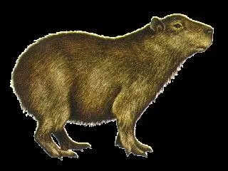 Le capybara vit :