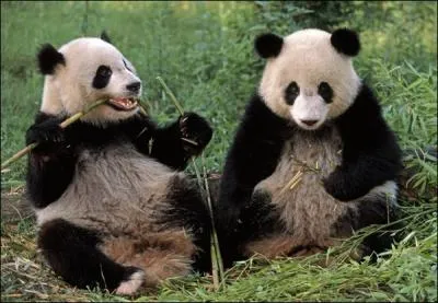 Le panda est en voie de disparition car :