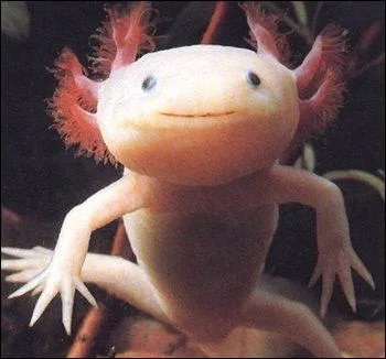 Combien de branchies externes l'axolotl a-t-il ?