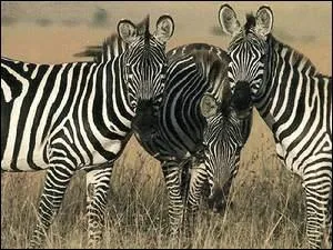 Le zbre est-il noir avec des rayures blanches ou est-ce le contraire ?